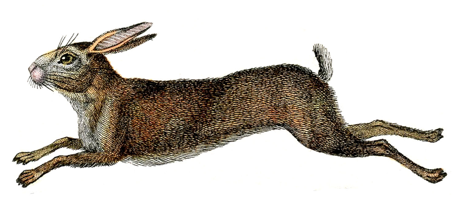 Harepus fra 1830