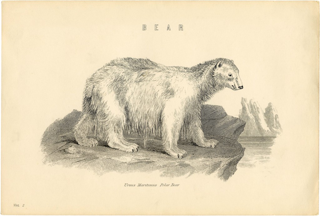 Isbjørn fra 1860