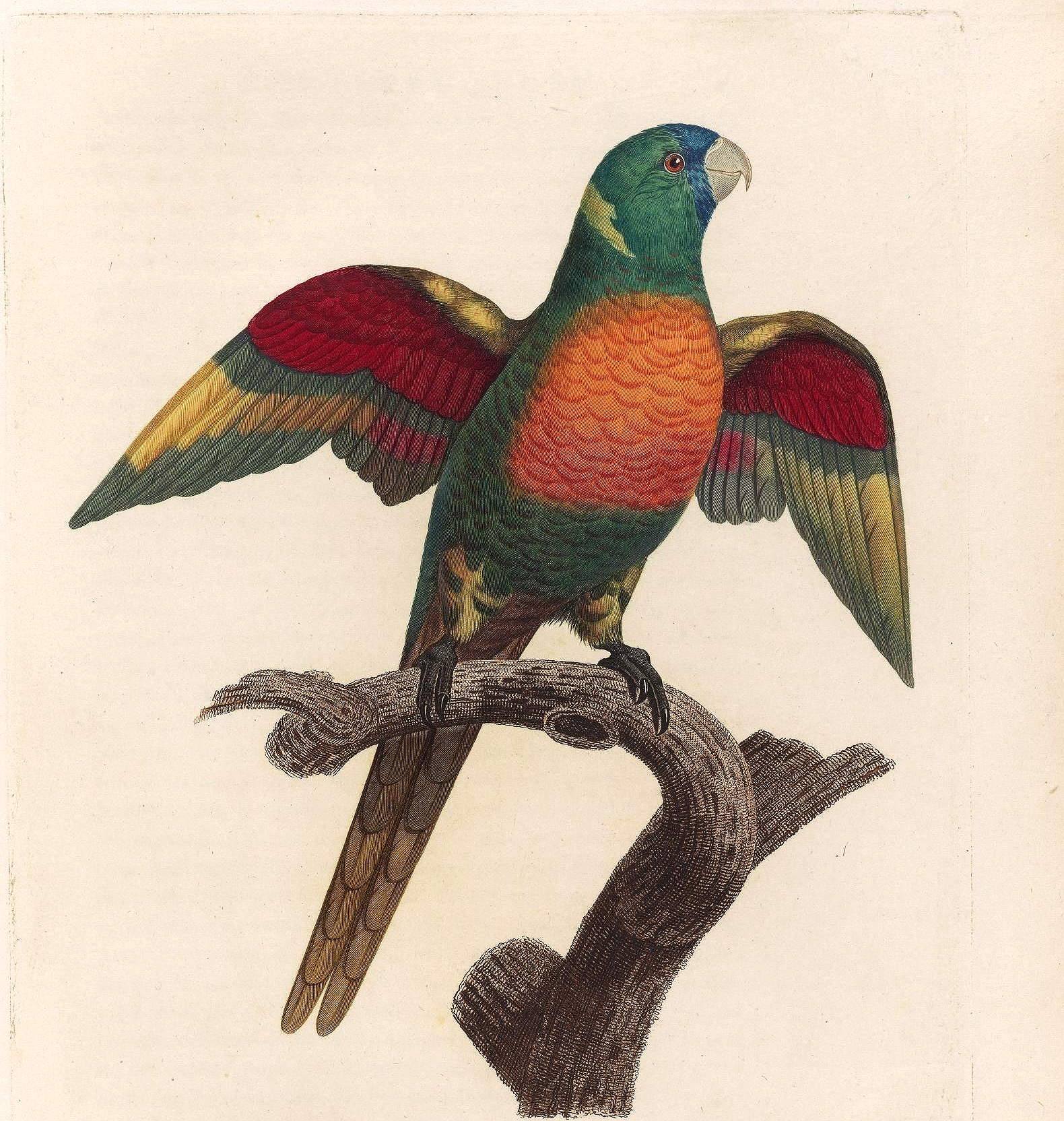 papegøye 1