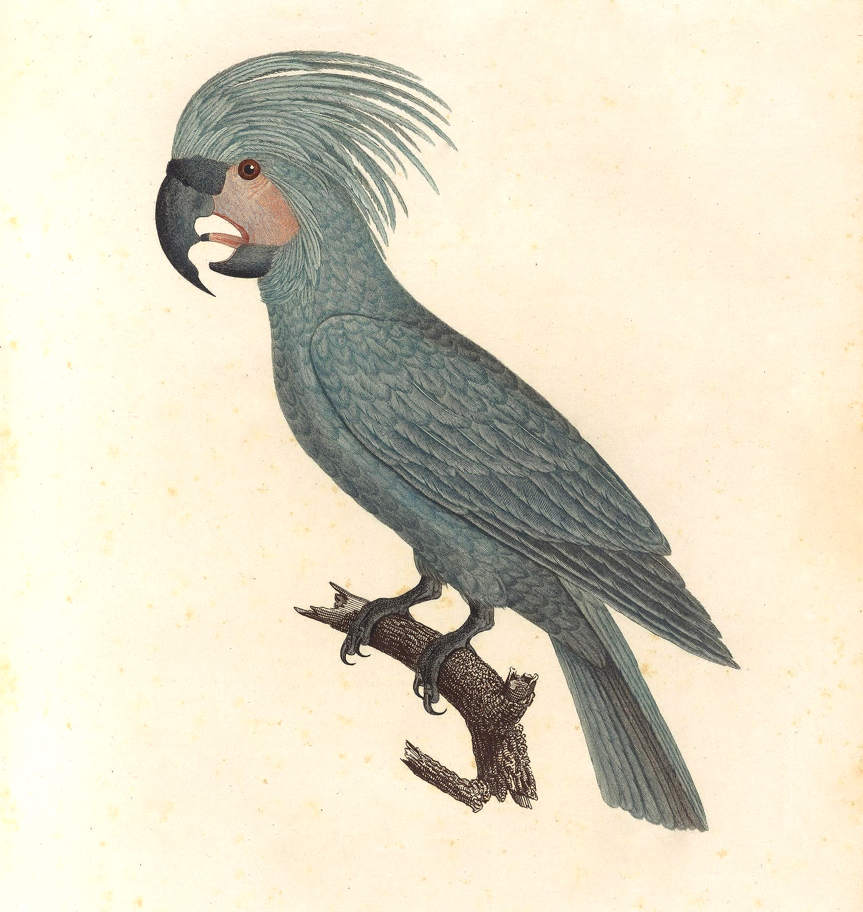 papegøye 2