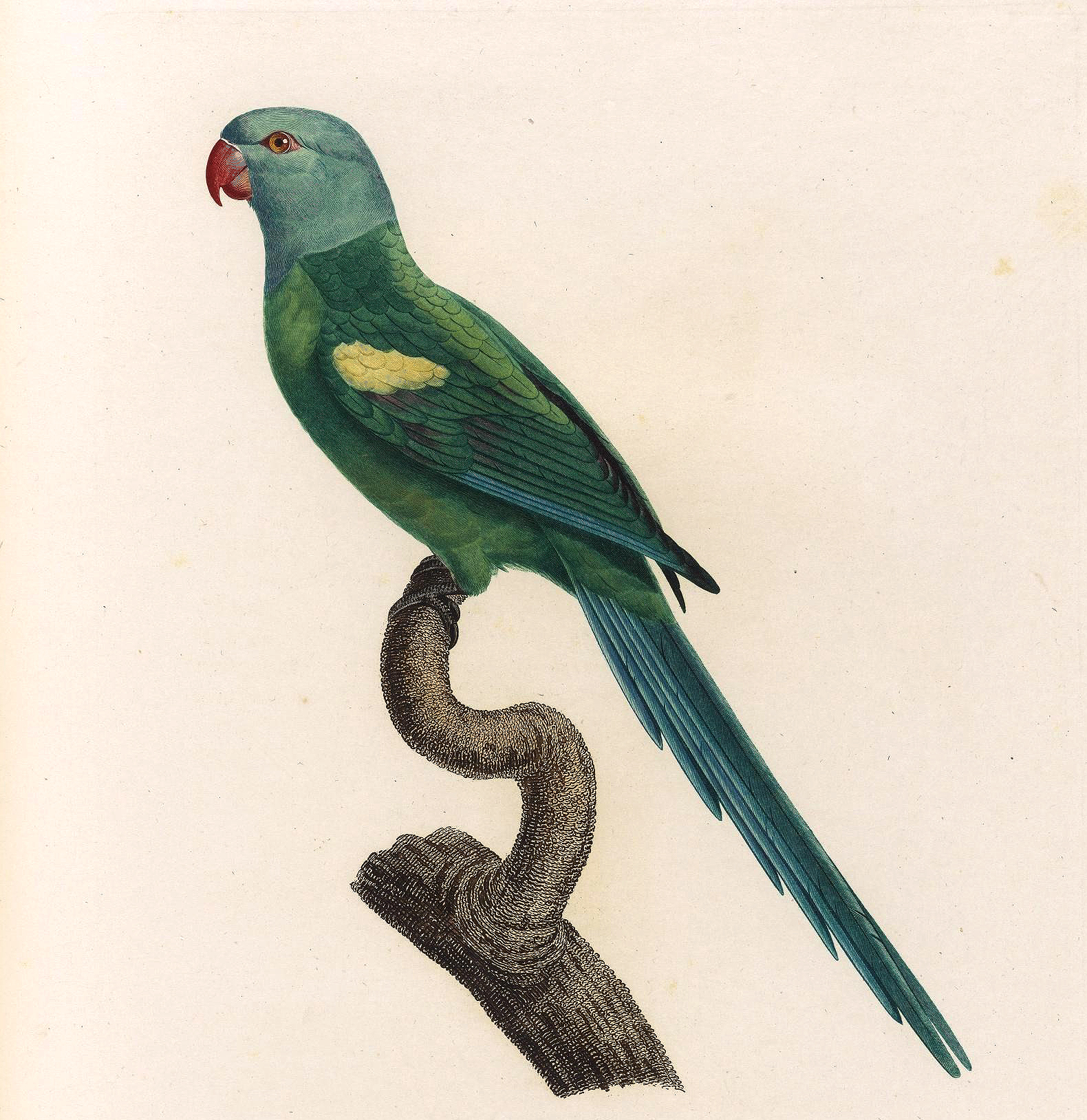 papegøye 6