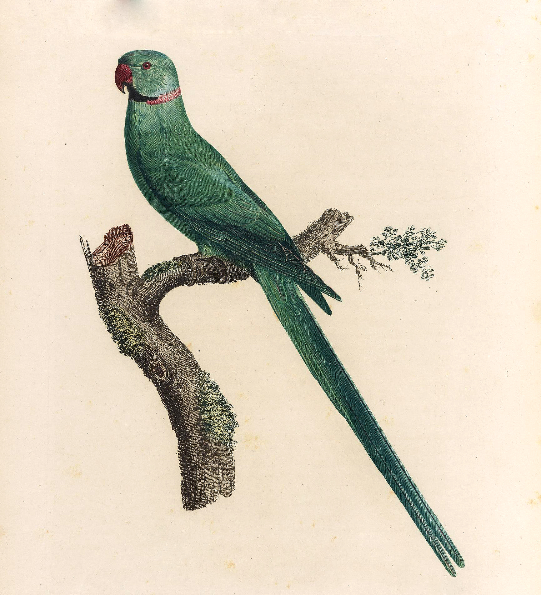 papegøye 9