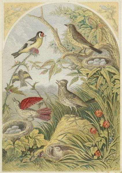 422px-Vintage_Bird_Book_Plate_Image