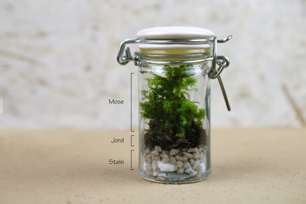 moseterrarium