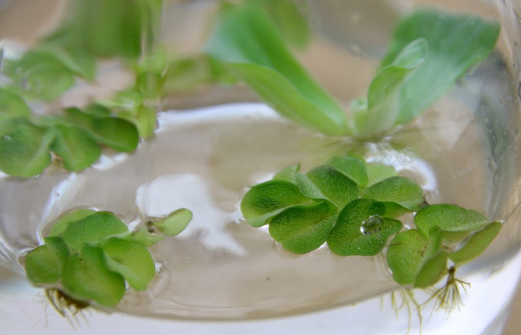 vann-terrarium - planter
