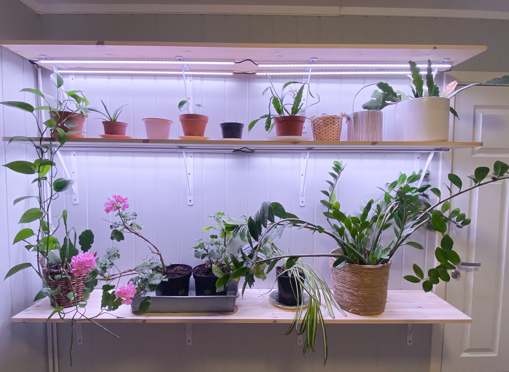 Lag et planterom med riktig lys og temperatur til plantene - Miljeteig