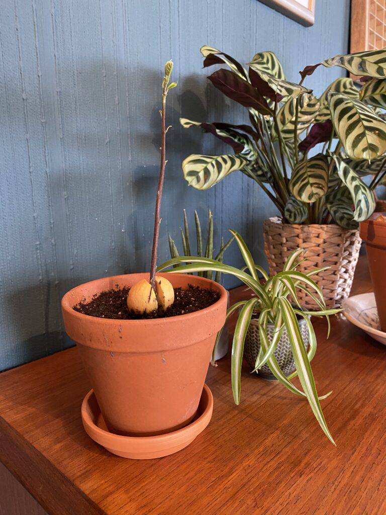 En avokadoplante som er plantet i plantejord i en oransje terracotta-plante. Det springer en høy stilk ut av avokadosteinen i potten. Den står på et teak-møbel med flere planter rundt seg.