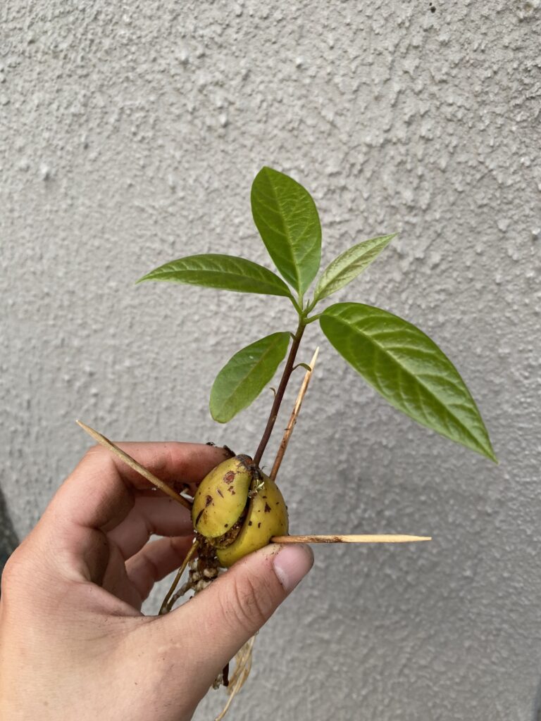 En avokadoplante som er klar til å plantes i jord. Avokadosteinen har sprukket opp, og ut springer røtter og en stilk med mange små, grønne blader.