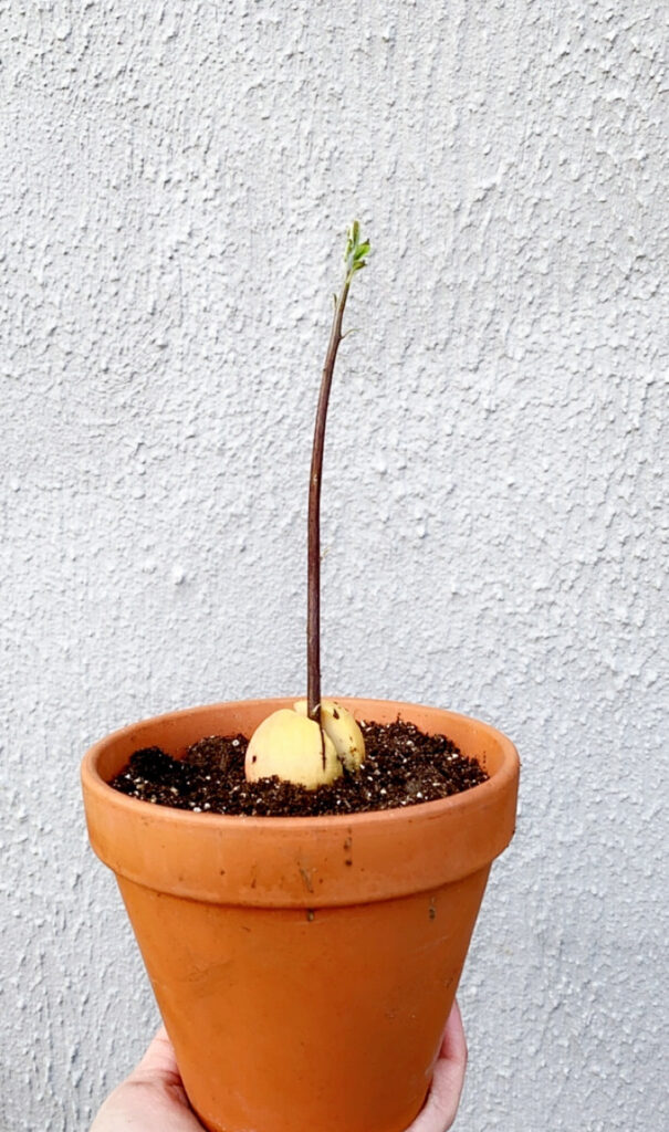 En avokadoplante som er plantet i plantejord i en oransje terracotta-plante. Det springer en høy stilk ut av avokadosteinen i potten.