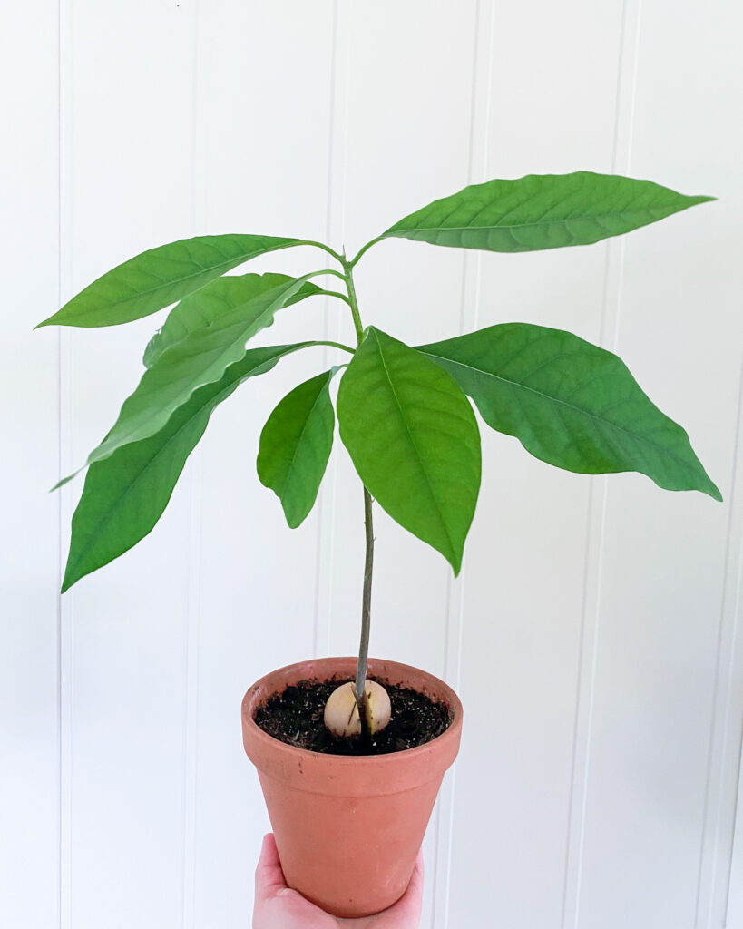 En flott, grønn avokaoplante som står plantet i jord. Bildet viser hva som skjer når du planter en avokadostein og får en avokadoplante. Dette kan du teste selv.