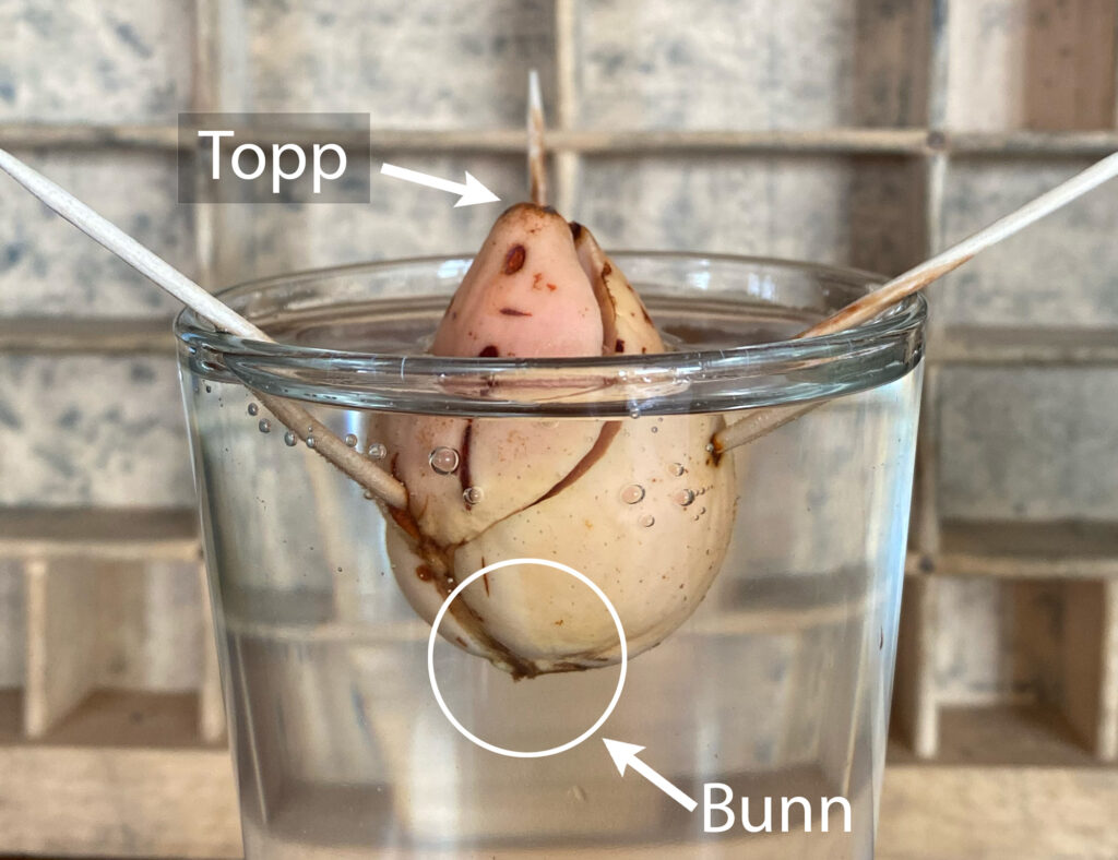 Bildet viser en avokadostein i et glass, festet med tannpirkere. En pil peker mot toppen, som er der avokadosteinen er litt spiss. En annen pil peker mot bunnen, der avokadosteinen er butt, og har en liten "stjert". Bunnen peker ned i glasset, mens toppen er over vann.