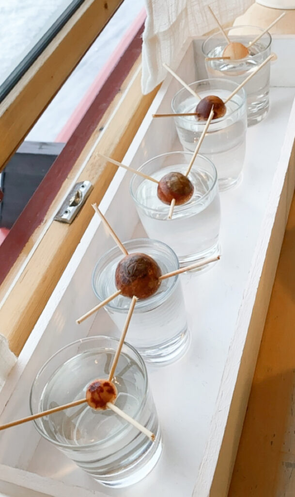 Fem avokado er plassert i hvert sitt glass, festet med tannpirkere.